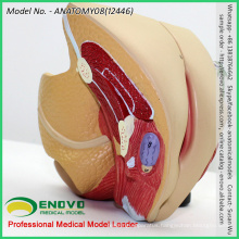SELL 12446 Life Size Pelvic Organ Section Anatomical Model 4 Parts